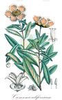 Crossosoma californicum