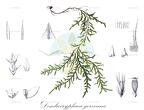 Dendrocryphaea gorveana