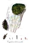 Cryphaea heteromalla