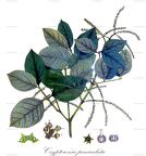 Crypteronia paniculata