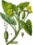 Ecballium elaterium