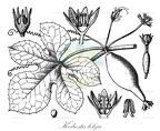 Kedrostis leloja