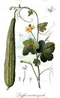 Luffa acutangula