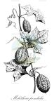 Melothria pendula