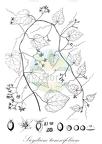 Sicydium tamnifolium