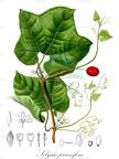 Selysia prunifera