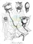 Sicana odorifera