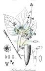 Siolmatra brasiliensis