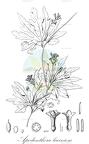 Apodanthera laciniosa