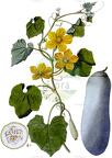 Benincasa hispida