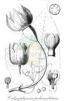 Calycophysum pedunculatum