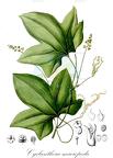 Cyclanthera macropoda