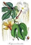 Hodgsonia heteroclita