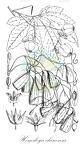 Hemsleya chinensis