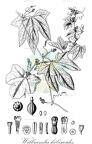 Wilbrandia hibiscoides