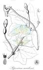 Peponium mackenii