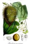 Hanburia mexicana