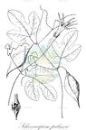 Schizocarpum palmeri