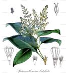 Spiraeanthemum katakata