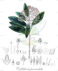 Caldcluvia paniculata