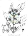 Callicoma serratifolia