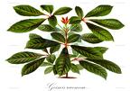 Geissois racemosa
