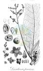 Davidsonia pruriens