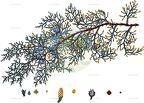 Hesperocyparis lusitanica