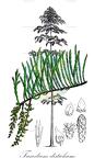 Taxodium distichum