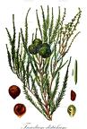 Taxodium distichum