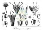 Widdringtonia nodiflora