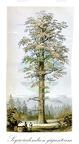 Sequoiadendron giganteum