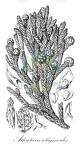 Athrotaxis selaginoides