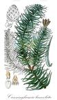 Cunninghamia lanceolata