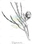 Glyptostrobus