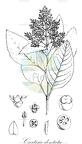 Curtisia dentata