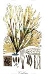 Cutleria