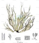 Cutleria