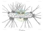 Cutleria