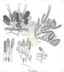Cutleria