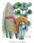 Carludovica rotundifolia