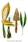Cyclanthus bipartitus