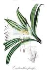 Evodianthus funifer