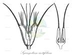 Syringodium isoetifolium
