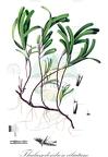 Thalassodendron ciliatum
