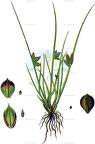 Schoenoplectiella supina