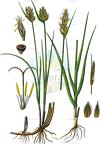 Blysmus compressus