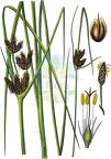 Bolboschoenus maritimus