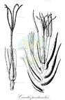 Caustis pentandra
