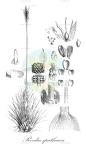 Reedia spathacea